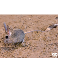 گونه دوپای کوچک Small five – toed jerboa